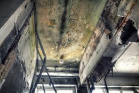 Best Environmental Consulting for Mold Prevention  in Paradise, CA